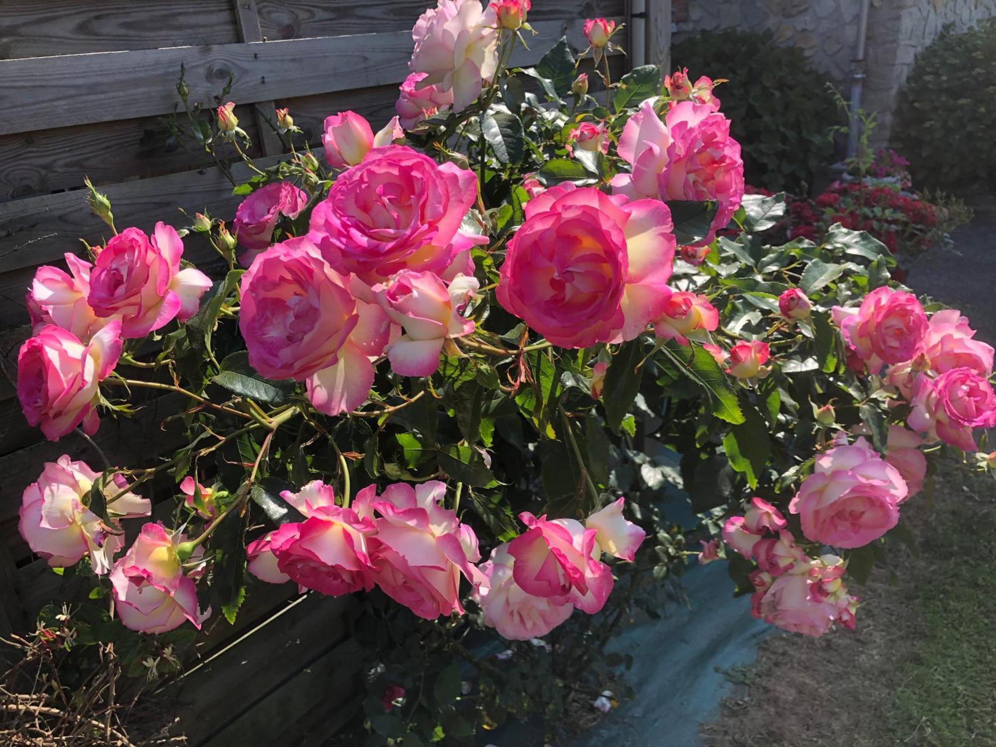 Les Hortensias Grand-Fougeray Exteriör bild